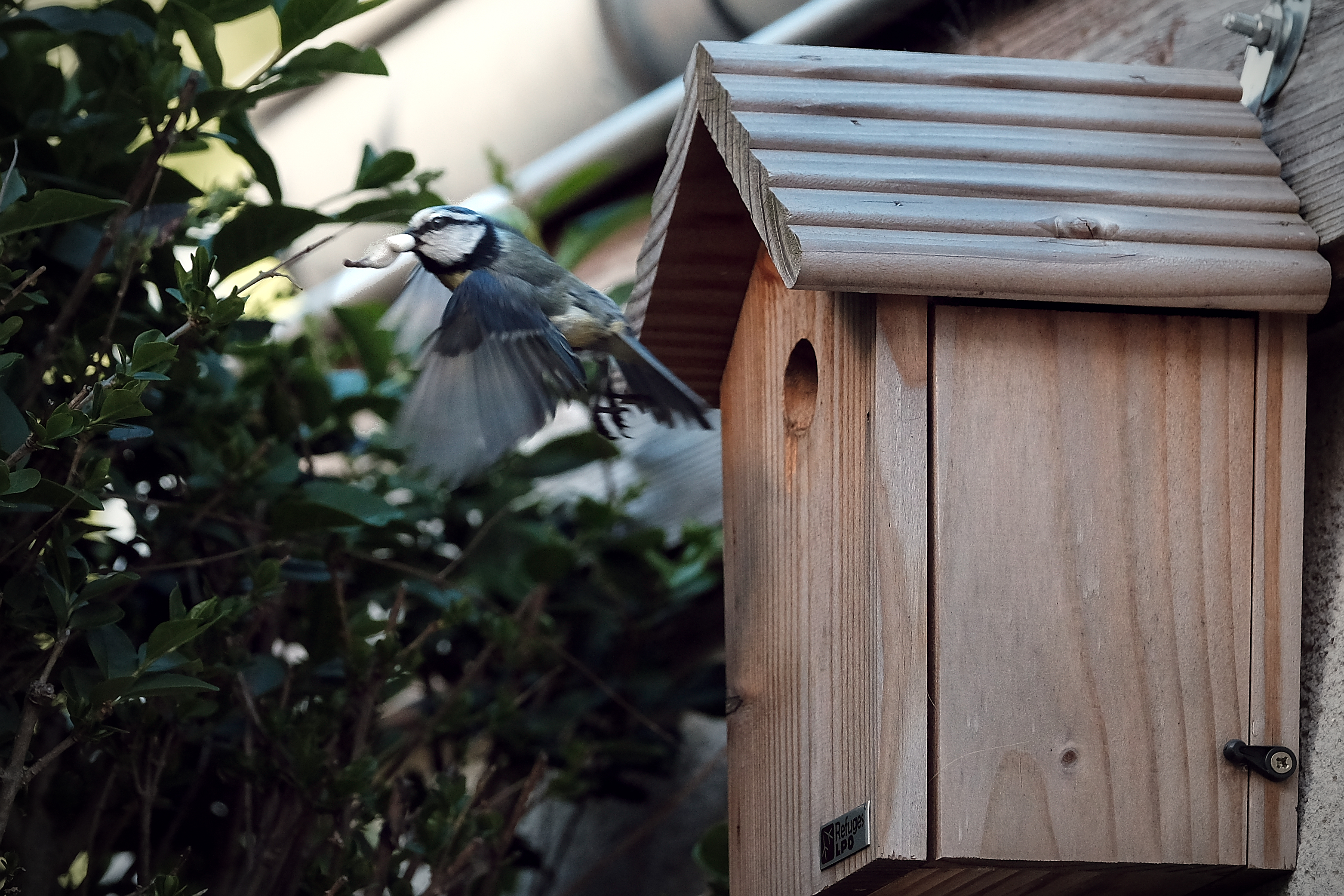 Mésange bleue sortant d'un nichoir accroché à un mur